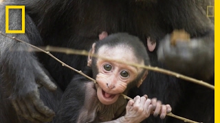 Get to Know These Cute Baby Monkeys  National Geographic [upl. by Nej]