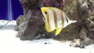 Copperband butterfly fish and Aiptasia naturally cured [upl. by Jordans339]