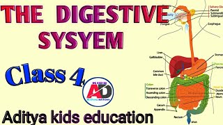 The Digestive System  Class 4  Science [upl. by Yaeger]