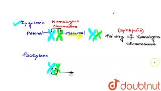 List the most important feature of the following stages i Sphase ii Zygotene iii Pachy [upl. by Feil]