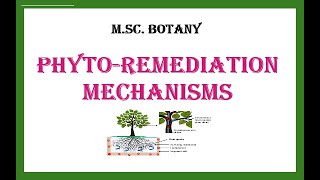 Phytoremediation Mechanisms [upl. by Nywra]