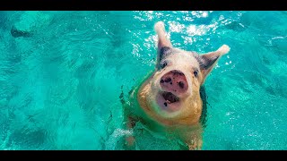 Swimming with Pigs in Pigs Beach  Exuma Bahamas [upl. by Enaj]