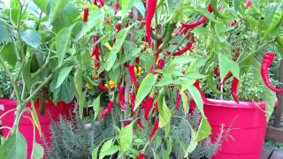 Container Gardening The Cayenne Pepper [upl. by Llenrag]