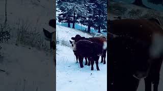 Simmental cattle [upl. by Dami32]