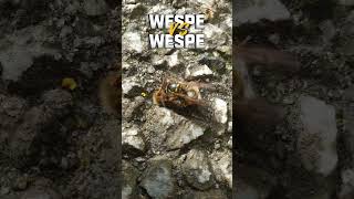 Wespe vs Wespe Wespenkampf [upl. by Noteloc]