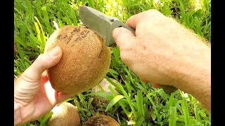 First Time Trying Mamey Sapote Fruit [upl. by Nylacaj701]