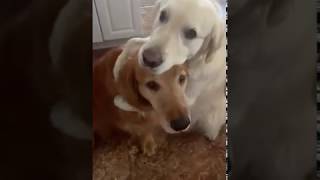 Dog Hugs Another Dog to Apologise for Eating Their Chewy [upl. by Maletta]