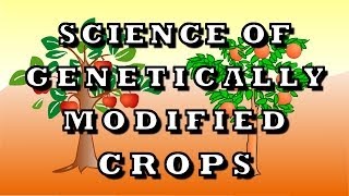 Science Of Genetically Modified Crops [upl. by Carder555]