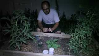 Why am I Releasing Parasitic Wasps in my Garden [upl. by Neda]