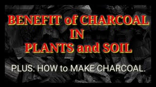 BENEFITS of CHARCOAL to SOIL and PLANTS  Plus HOW to MAKE CHARCOAL  TERRA PRETA [upl. by Steck]