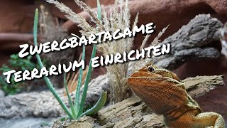 Zwergbartagame Terrarium einrichten [upl. by Flodur]