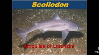 Ampullae of Lorenzini of Scoliodon BScII YearZoology Paper 1 [upl. by Gnex]