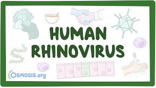 Rhinovirus  an Osmosis Preview [upl. by Avik]