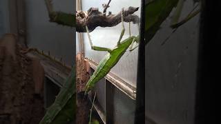 Extatosoma tiaratum vs Heteropteryx dilatata [upl. by Arot]