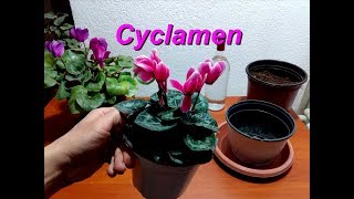 How to repotting a Cyclamen [upl. by Annaehr113]