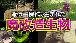 【遺伝子操作】人間の魔改造で生まれたヤバい生き物4選 [upl. by Idroj430]