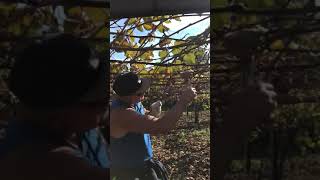 Gold Kiwifruit Winter Pruning NZ [upl. by Naomi872]