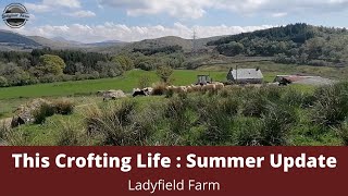 LADYFIELD FARM  This Crofting Life  Summer Update [upl. by Esilahc]