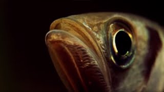 A Fish that Shoots its Prey  Weird Nature  BBC Earth [upl. by Dearr]