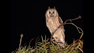 Long eared Owl [upl. by Llertnov306]