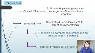 Embriogénesis somática [upl. by Koval]