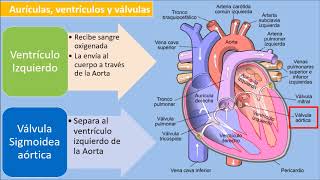 EL CORAZÓN  ESTRUCTURA FÍSICA [upl. by Ahsak651]