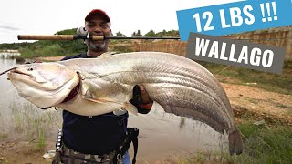 Big Wallago Attu fishing  India 2021 [upl. by Arvind]