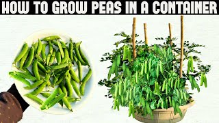 How To Grow Peas in Containers  SEED TO HARVEST [upl. by Ailisec]