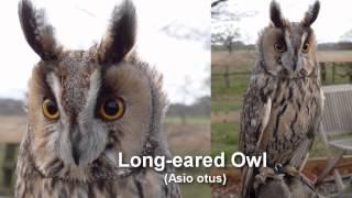 Owl  Longeared Owl Bird Call and Pictures for Teaching BIRDSONG [upl. by Grania853]