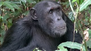 Chimpanzees of Kibale National Park  Uganda [upl. by Krispin]