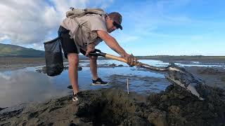 Clamming Basics with ODFW Gaper and Butter Clams [upl. by Emirac]