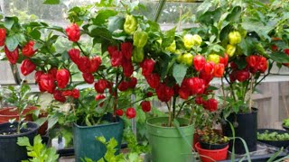 How to grow Scotch bonnet habanero peppers from seeds from seeds to harvest 17 Oct 20 [upl. by Anasiul23]