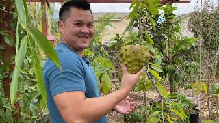 Atemoya amp Cherimoya Tree Update [upl. by Llatsyrc]