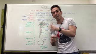 Bony Tissue  Anatomy of a Long Bone [upl. by Lordan]