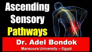 Ascending Sensory Pathways and Ascending Tracts Dr Adel Bondok [upl. by Attiuqehs448]