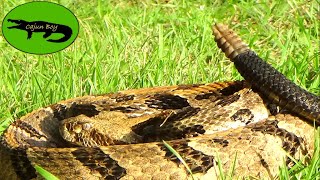 Catching a Giant DANGEROUS Rattlesnake  Canebrake Rattlesnake [upl. by Backer]