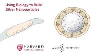 Using Biology to Build Silver Nanoparticles [upl. by Sucram]