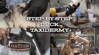 StepByStep Duck Taxidermy  DU Nation [upl. by Atived333]