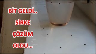 BİT VE PİRELERE DOĞAL ÇÖZÜM  BİT DEN NASIL KURTULUNUR  PİRE SAVAR  BİT PİRE  FLEA attack [upl. by Vinna13]