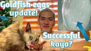 Goldfish eggs update  successful Kaya [upl. by Etnecniv736]