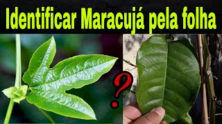 Diferença entre o Maracujá doce e azedo Identificação e Mini maracujá [upl. by Hourihan]