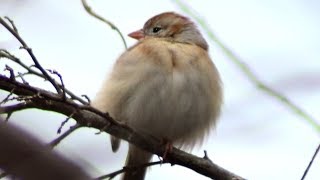 Field sparrow chirping  call sound  sitting on branch [upl. by Jaclin]