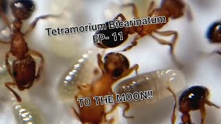 Tetramorium Bicarinatum  Ep11 To The Moon  outof thisworld [upl. by Nivat599]