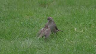 notre belle Nature  Maman moineau nourrit son petit [upl. by Isoais601]