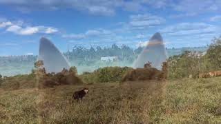 Working Kelpies Mustering [upl. by Emarie]