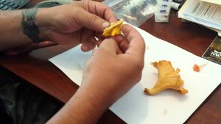 3 types of Chanterelle mushrooms [upl. by Kela773]