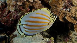 Facts The Ornate Butterflyfish [upl. by Jenn]