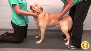 Weight shifting exercises in a dog [upl. by Airtened]