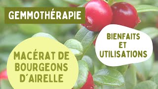 LE MACÉRAT DE BOURGEONS DAIRELLE  BIENFAITS ET UTILISATIONS EN GEMMOTHÉRAPIE 🌱 [upl. by Hars]