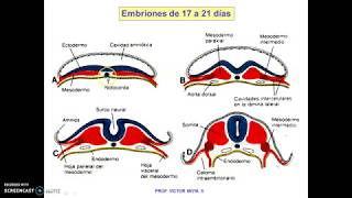 Clase Neurulación [upl. by Zaob]